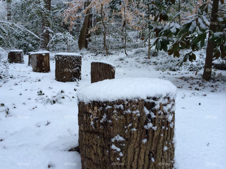 Wood stumps in the snow