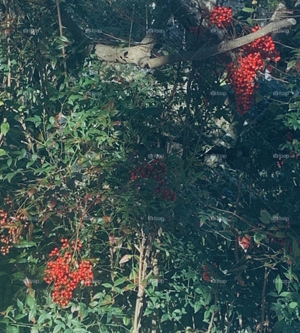 Red berries 