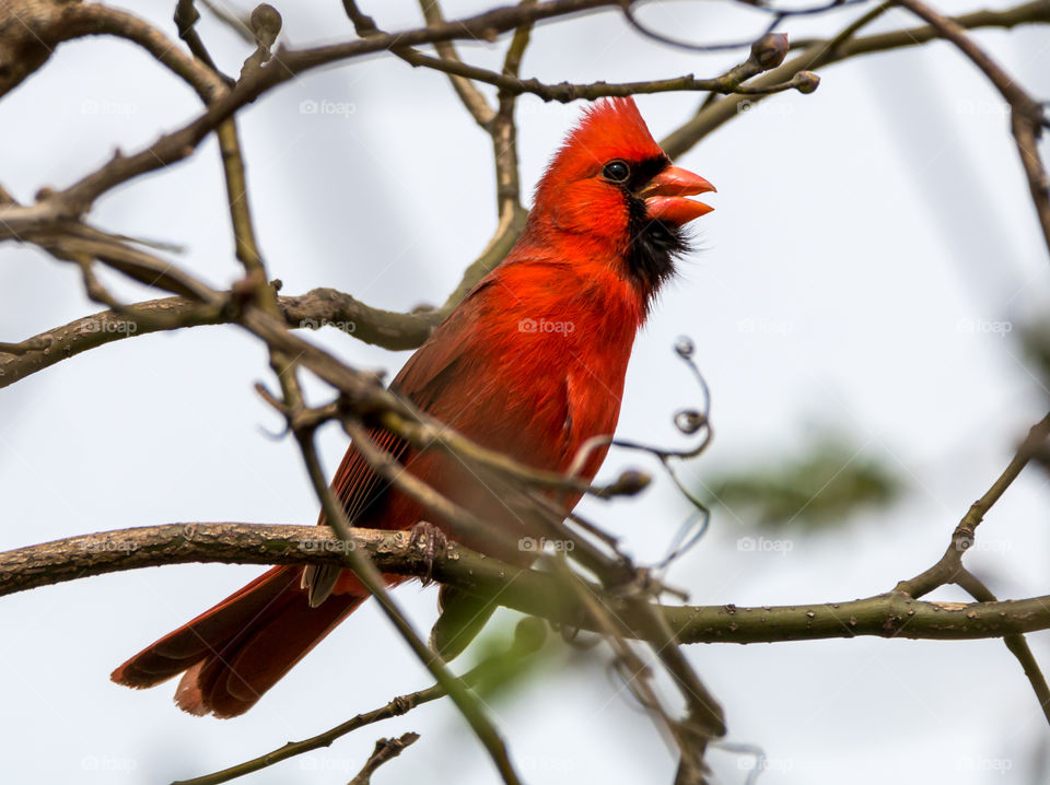 Cardinal Singing 