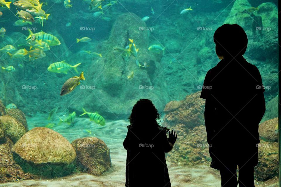 Children Watching Sea Life In An Aquarium