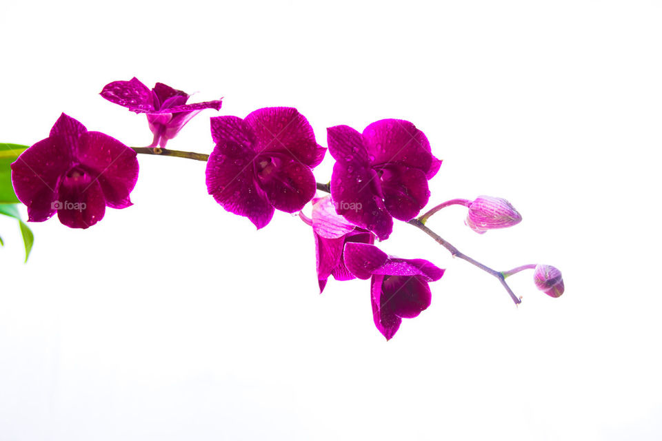 flower with white bacground