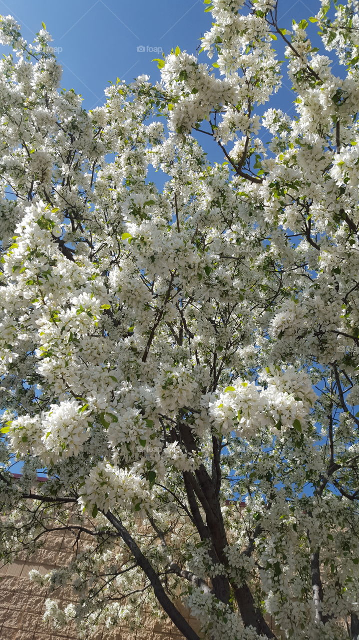 white blooms