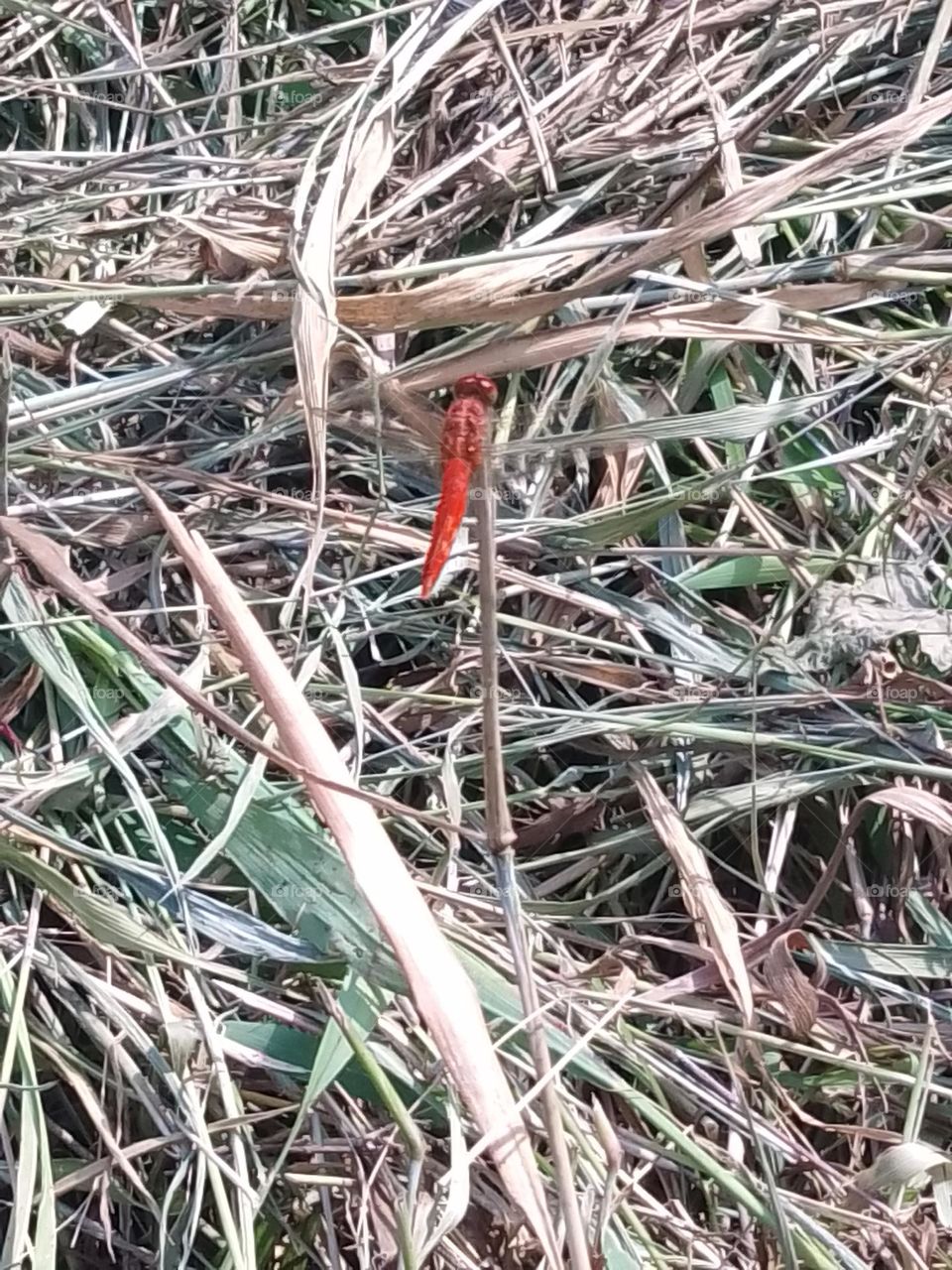 beautiful red dragonfly on dry leaves