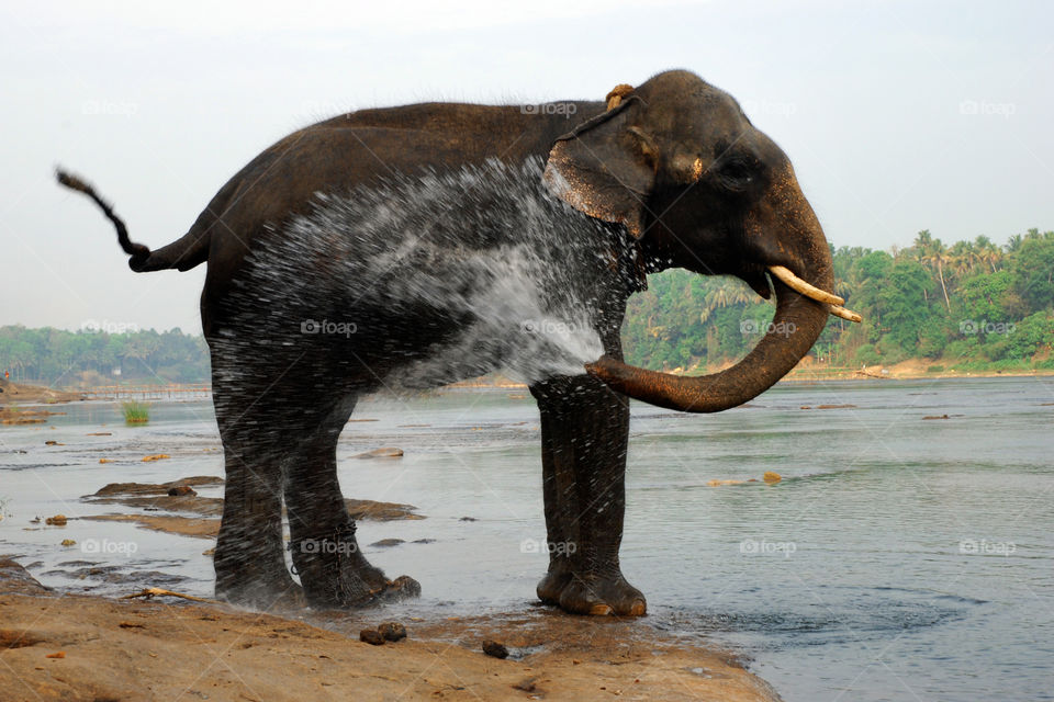 elephants spraying water