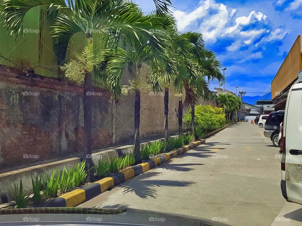 Commercial building park, lined palm trees, green parking area environment, healthy environment, white clouds in groups, bright blue sky, warm air temperature, oblique parking ars in neat rows, view of parking area, city park, building park, landscap