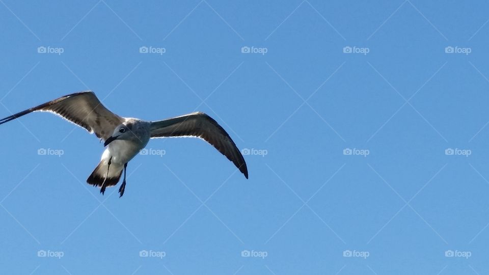 Seagull in mid flight