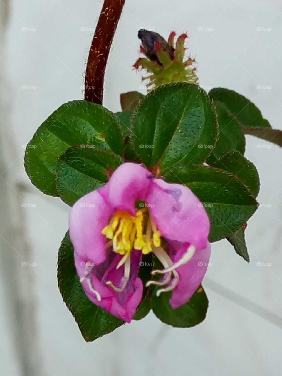 Flower, Nature, Leaf, No Person, Flora