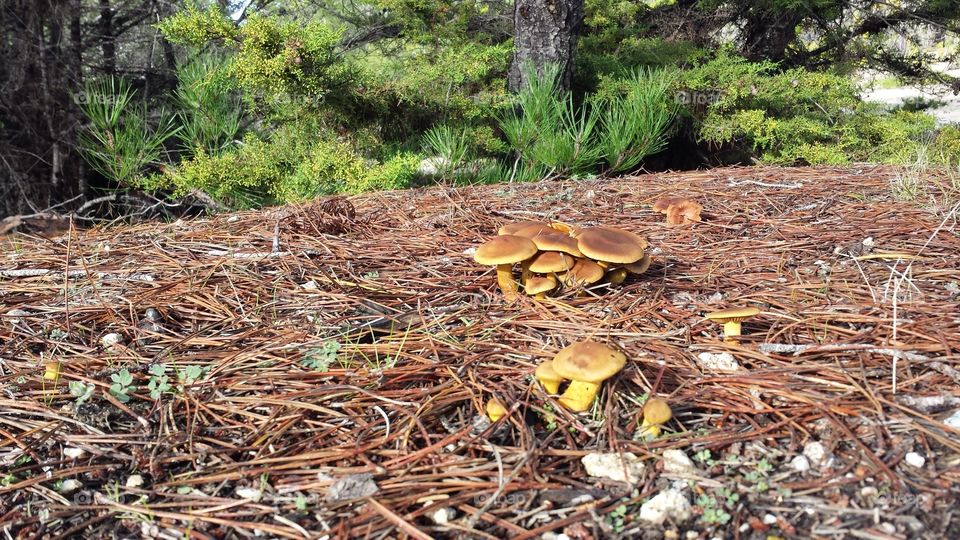 forest floor mushrooms
