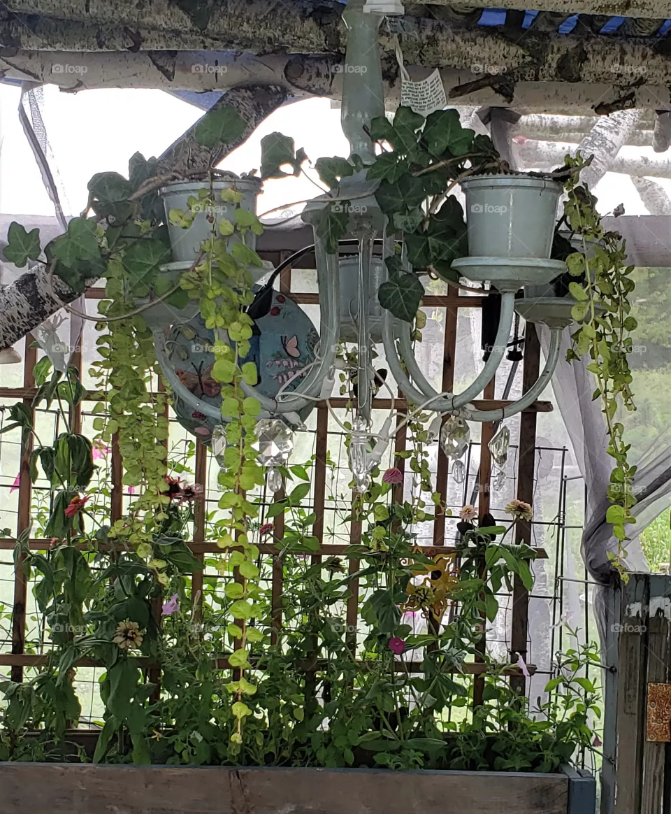 Chandelier With Potted Vines Hanging in Garden Pergola