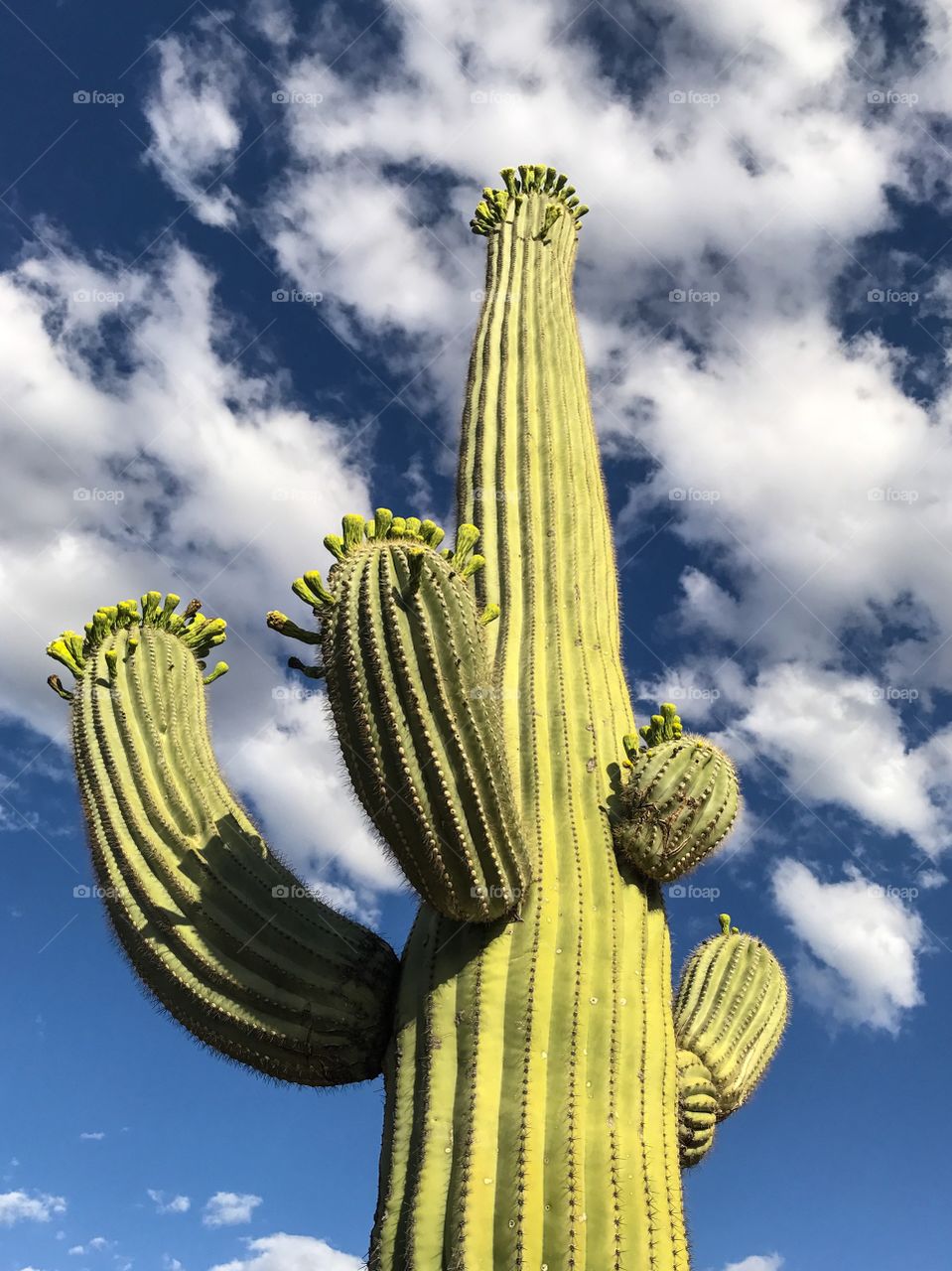Desert Landscape - Cactus 
