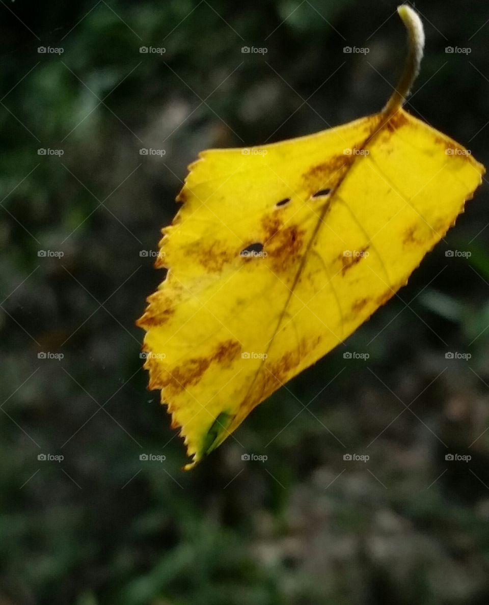 leaf on the breeze 2