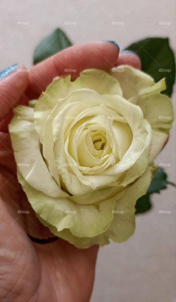 white flower and female hand