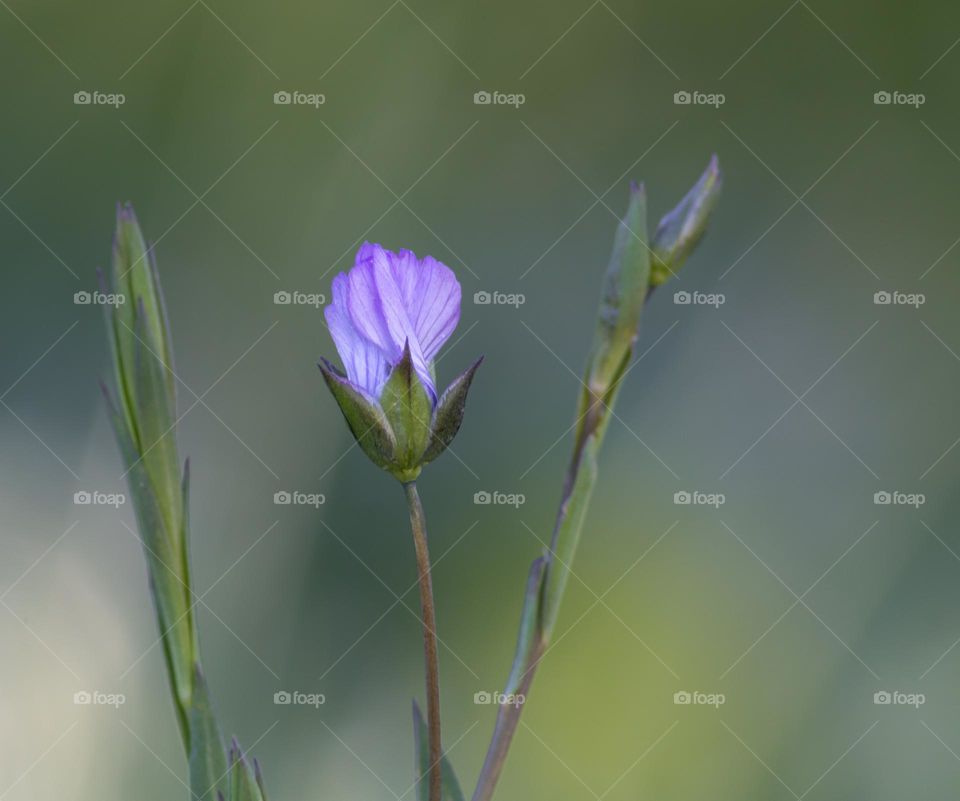 A small purple flax flower 