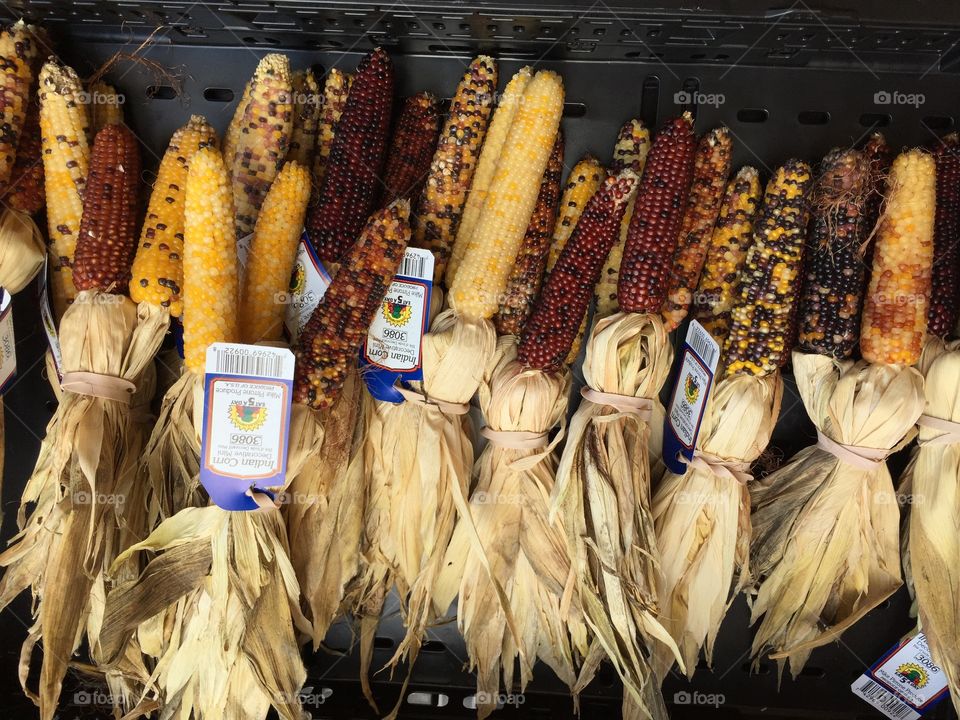Indian corn