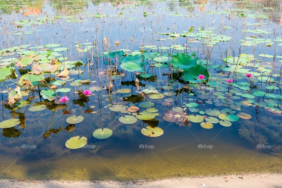 dries up water lily pond