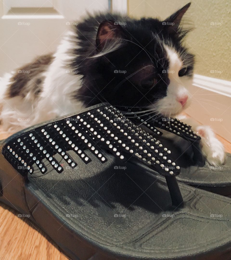 When your silly cat loves your stylish shoes as much as you do