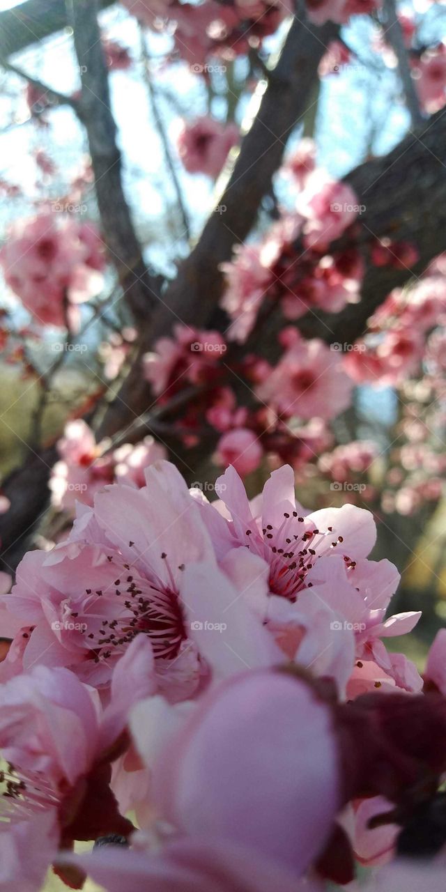 This cherry blossom is the main focus in this picture and pops. The pink is an amazing color and the lighting is perfect.