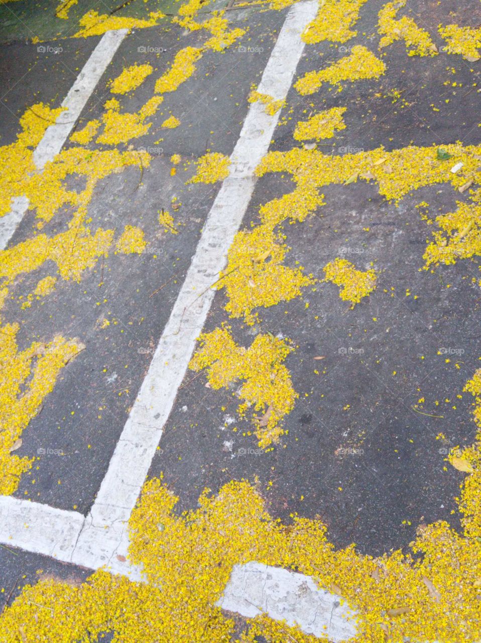 First signs of autumn: fallen flowers of Taiwan golden-rain tree on the ground, that looked like an abstract painting in early autumn. very interesting.