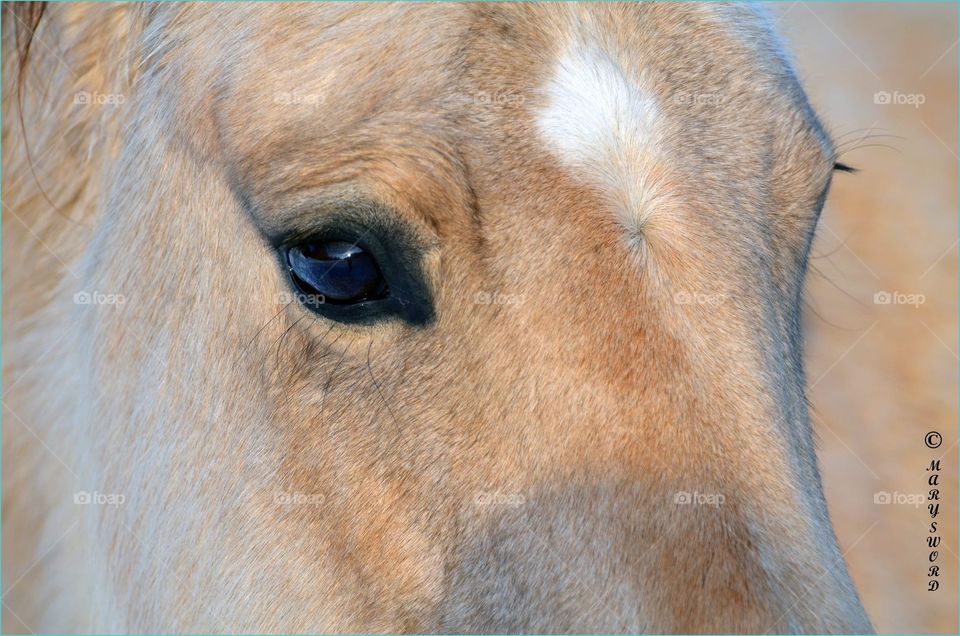 Through the eyes of a horse 