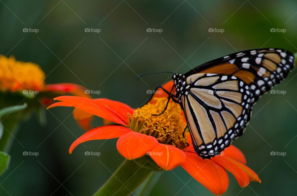 monarch butterfly