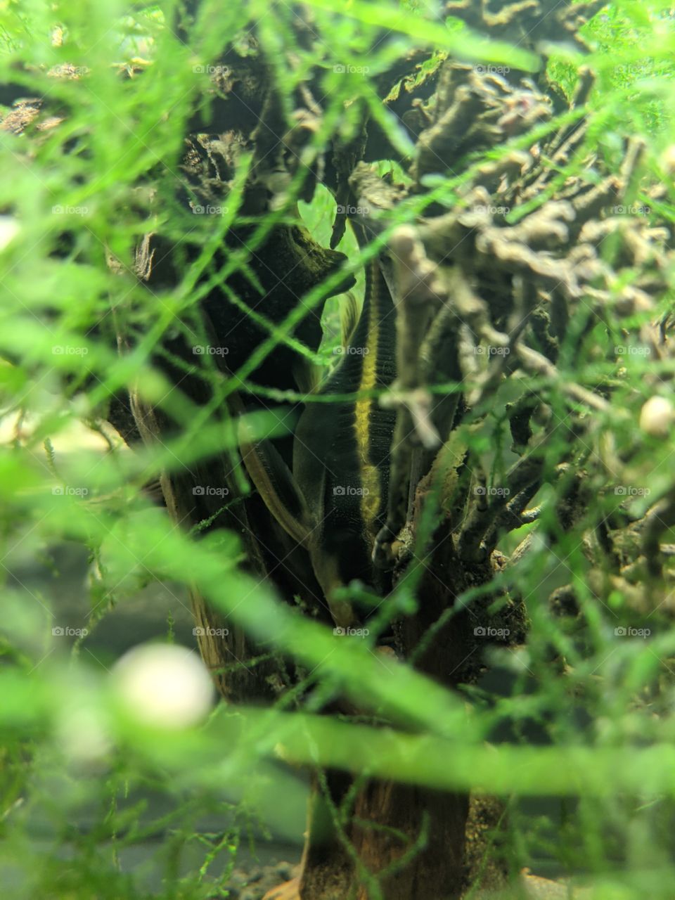 Catfish in a Moss Bonsai Tree nest