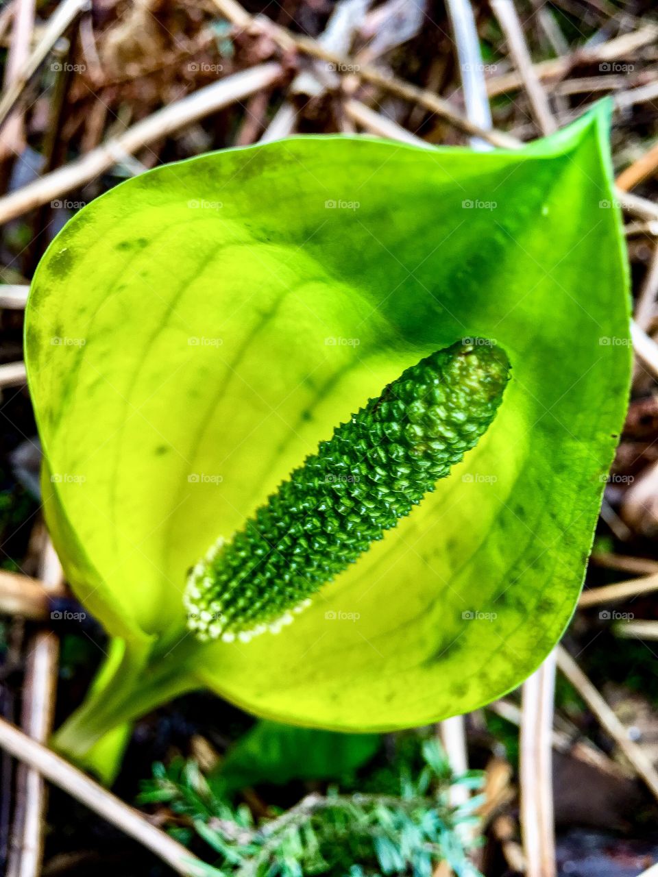 Spring in the Wetlands