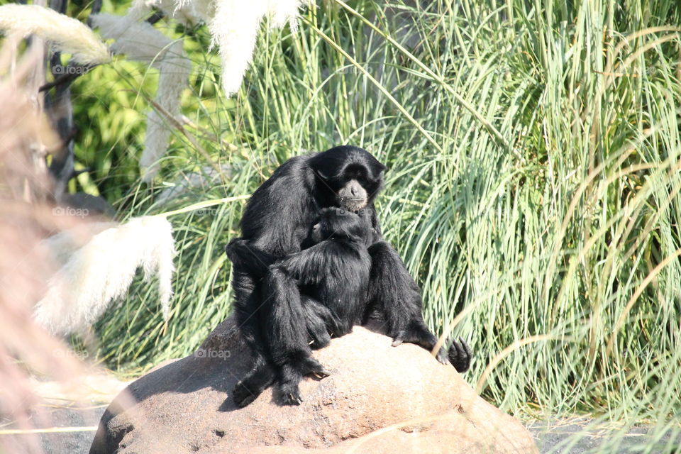 Bonobo mother and child
