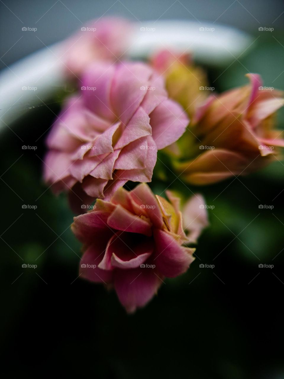 Pink flowers