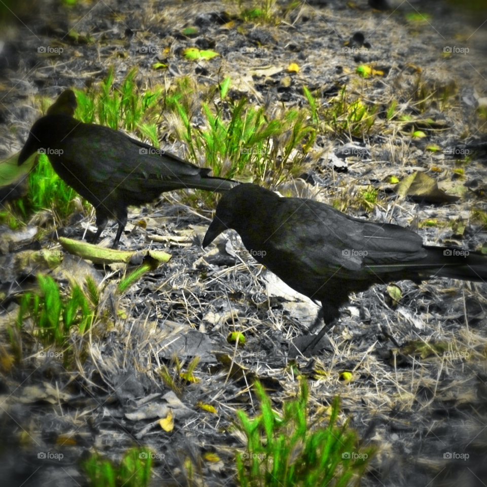 point mugu california green nature black by analia