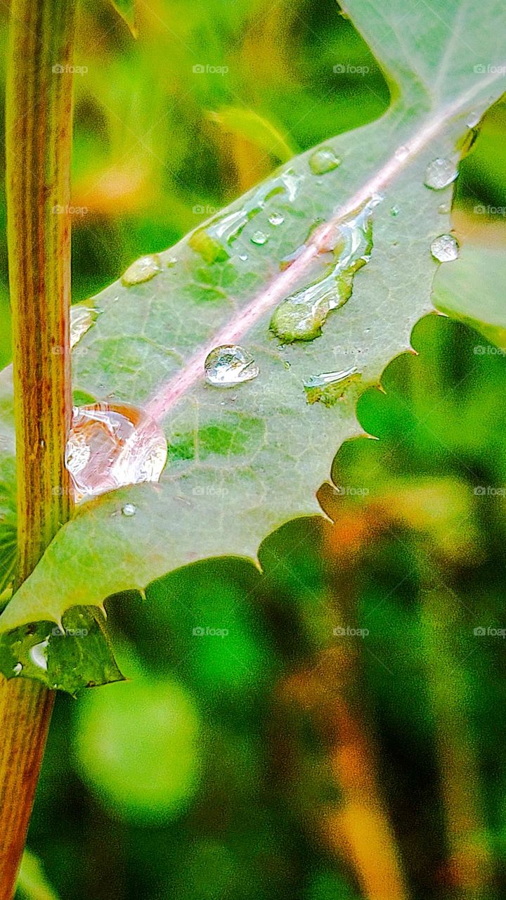 Leaf with rain drops.
Folha com gotas de chuva.