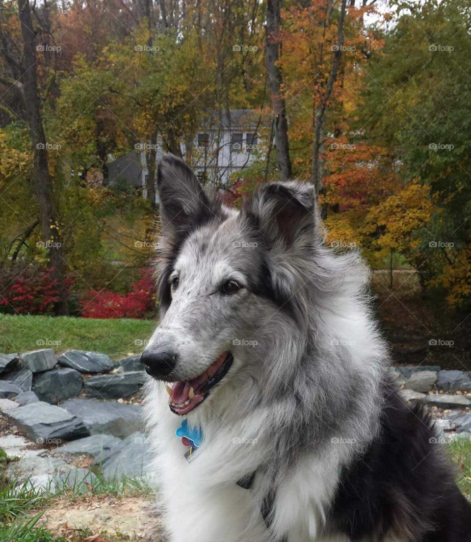 Dog, Canine, Mammal, Portrait, No Person