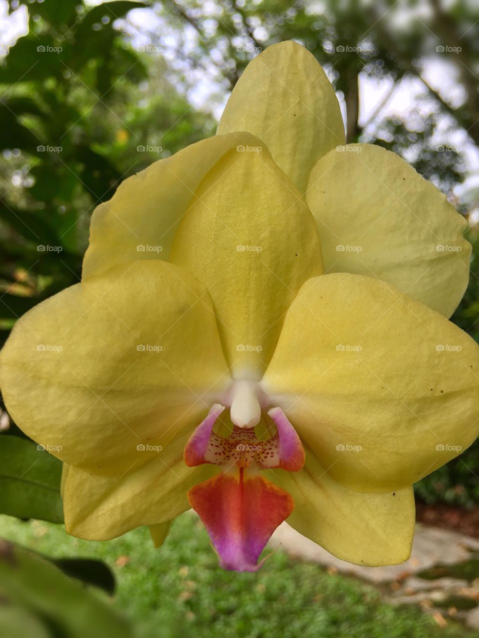Beautiful yellow orchid 