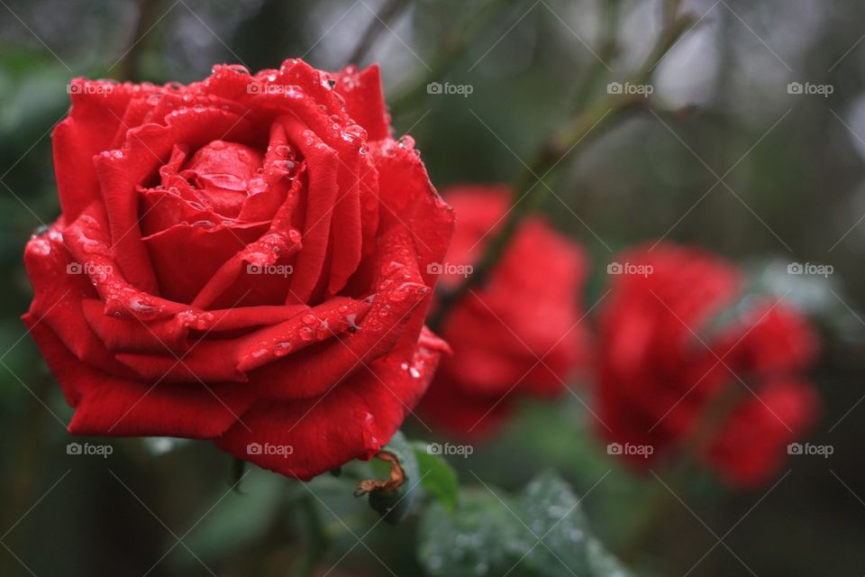 Rain droplets on roses