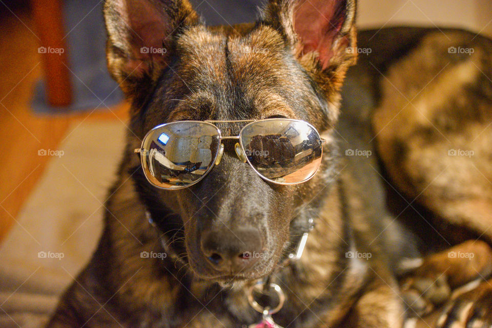German Sheperd with sunglasses on 