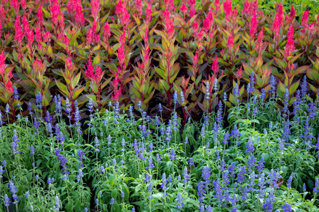 Colorful flower
