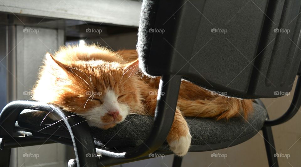 Mammal, Car, Portrait, Cat, Cute