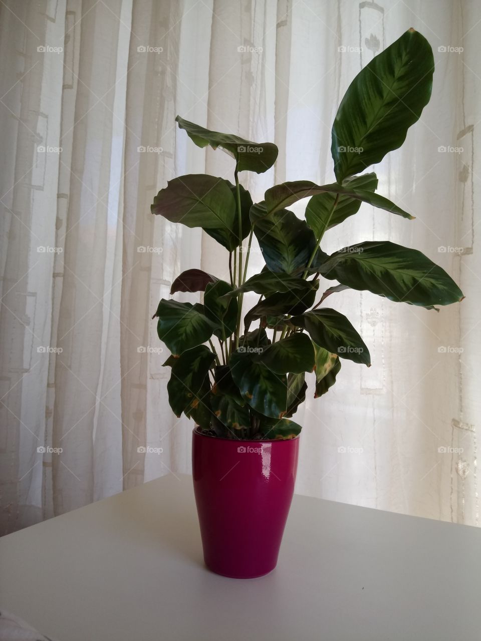Close-up of a calathea plant in pot