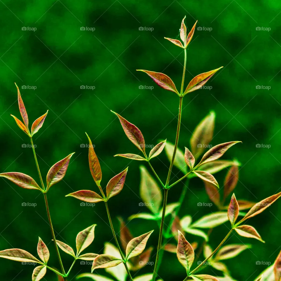 red leaves