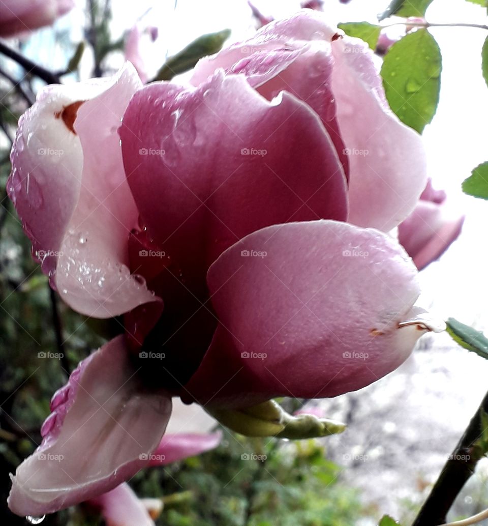 Wonderful white flower with rain drops