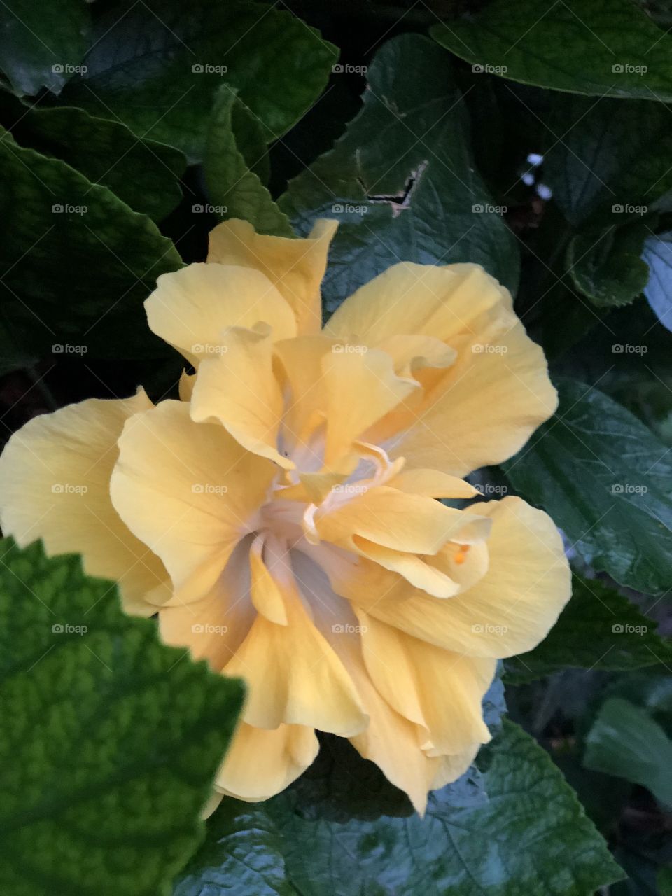 Flor amarilla a detalle naturaleza 