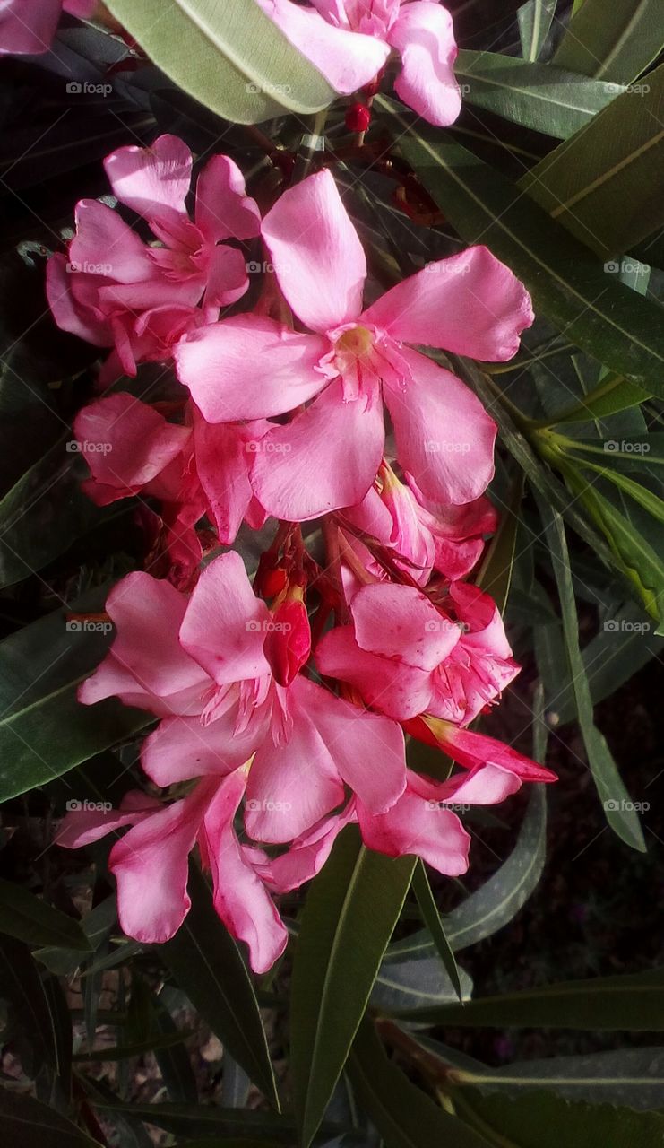 Pink beautiful exotic tropical flowers 
in wild nature