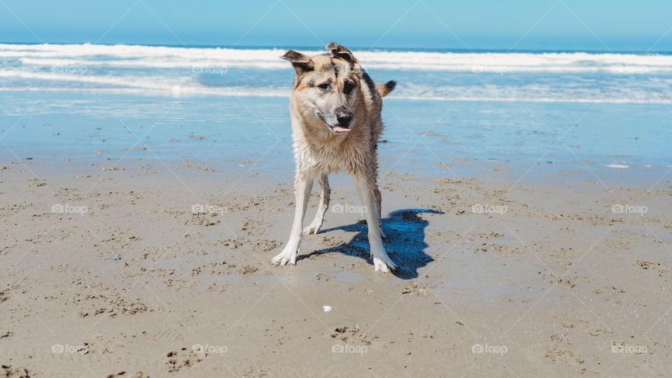 Puppies at the beach
