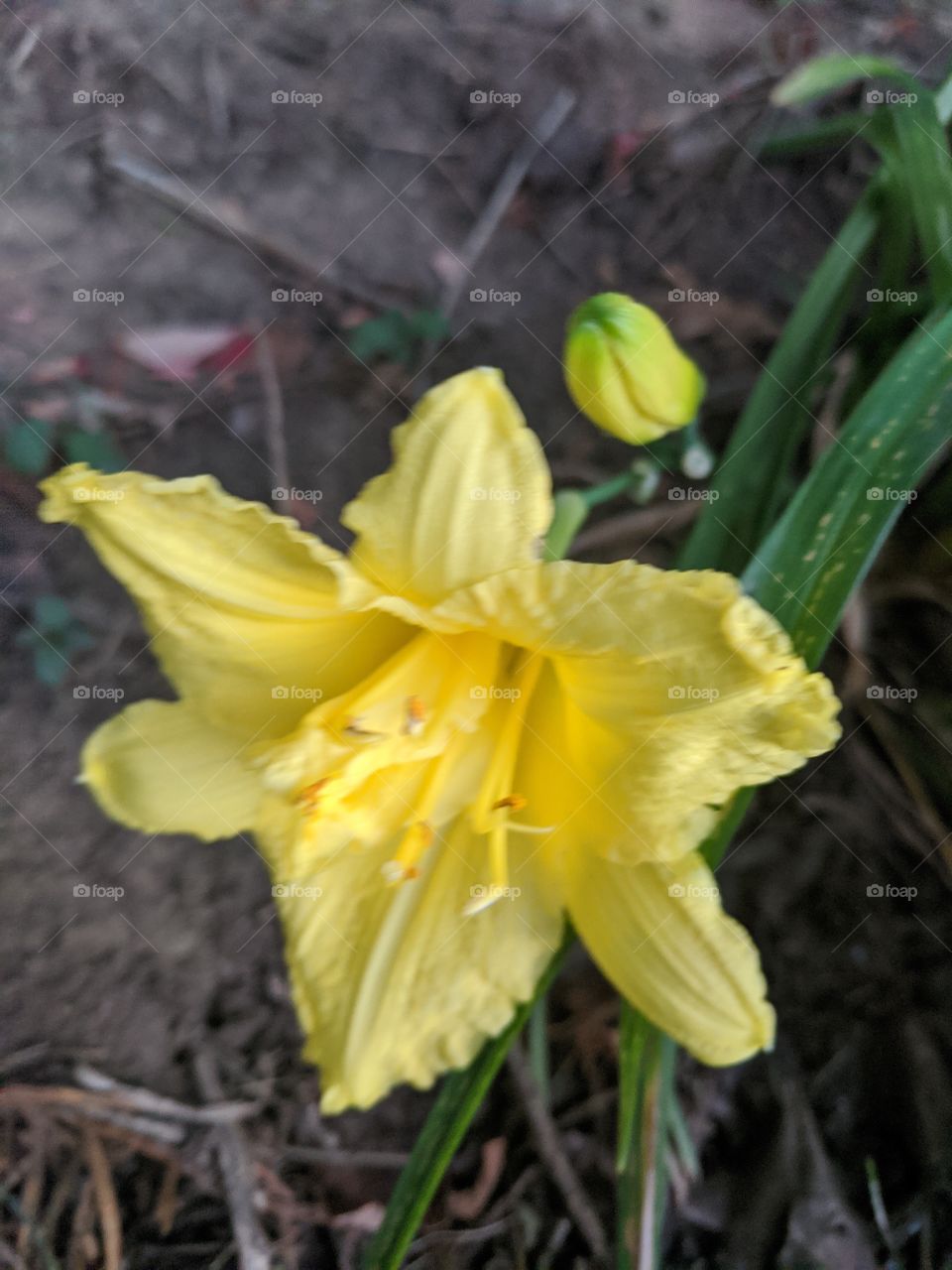 Nature looks fresh when beautiful buds blooms as a colourful flowers and it's the lovely phenomenon that never ends !!!