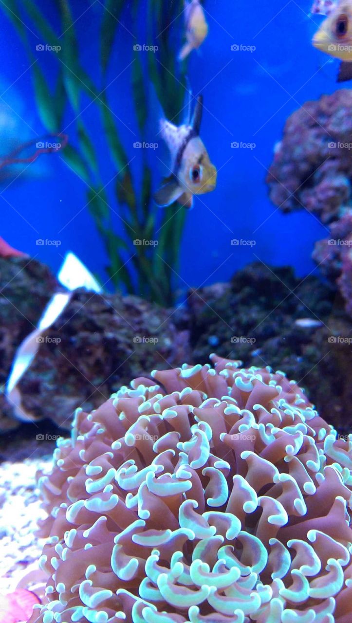 Underwater, Coral, Fish, Reef, Aquarium