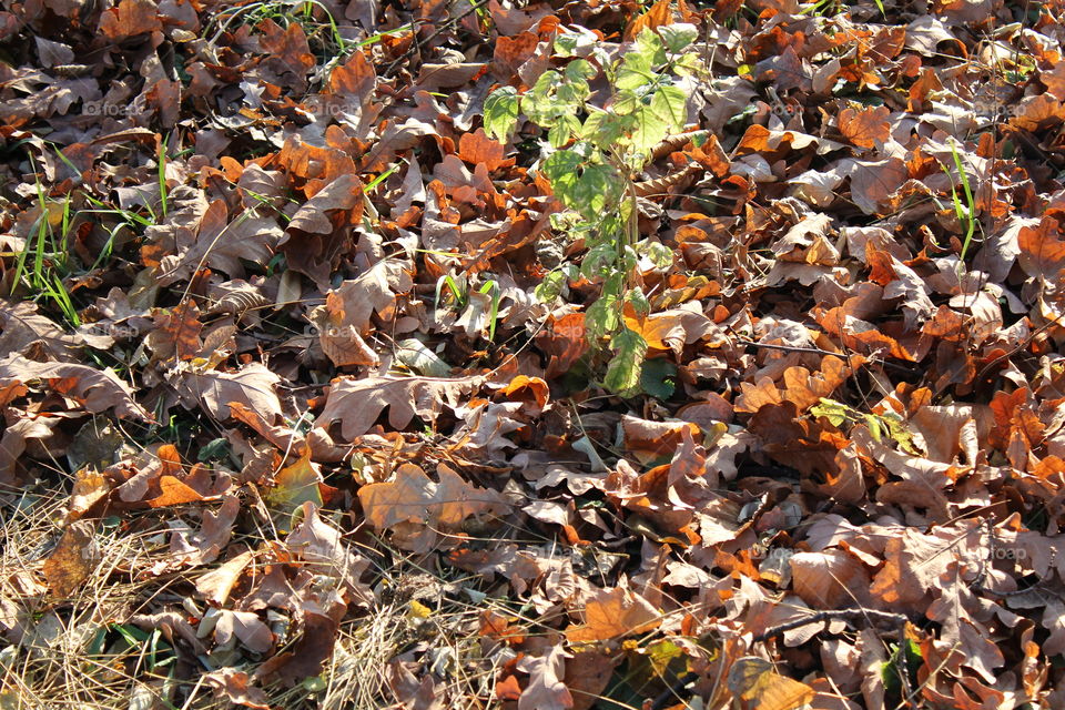 Autumn leaves