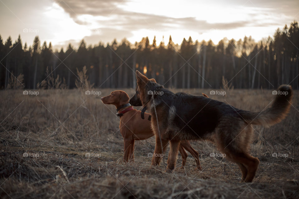 German shepherd young male dog playing with Hungarian vizsla dog outdoor at a spring evening