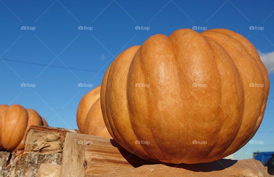 Pumpkin season 🎃🍂 Farm🎃🍂 Harvest 🎃🍂