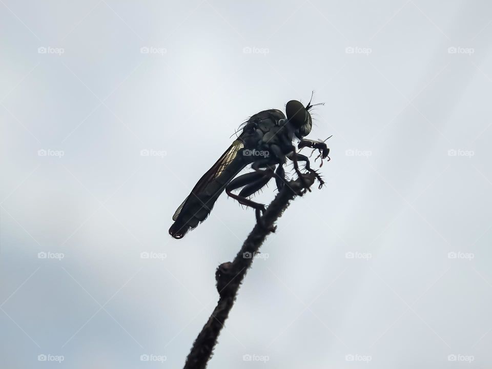 Insect closeup, Silhouette macro photo.