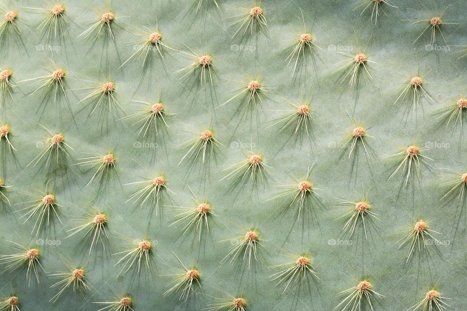 Closeup of cactus needles multiverse 