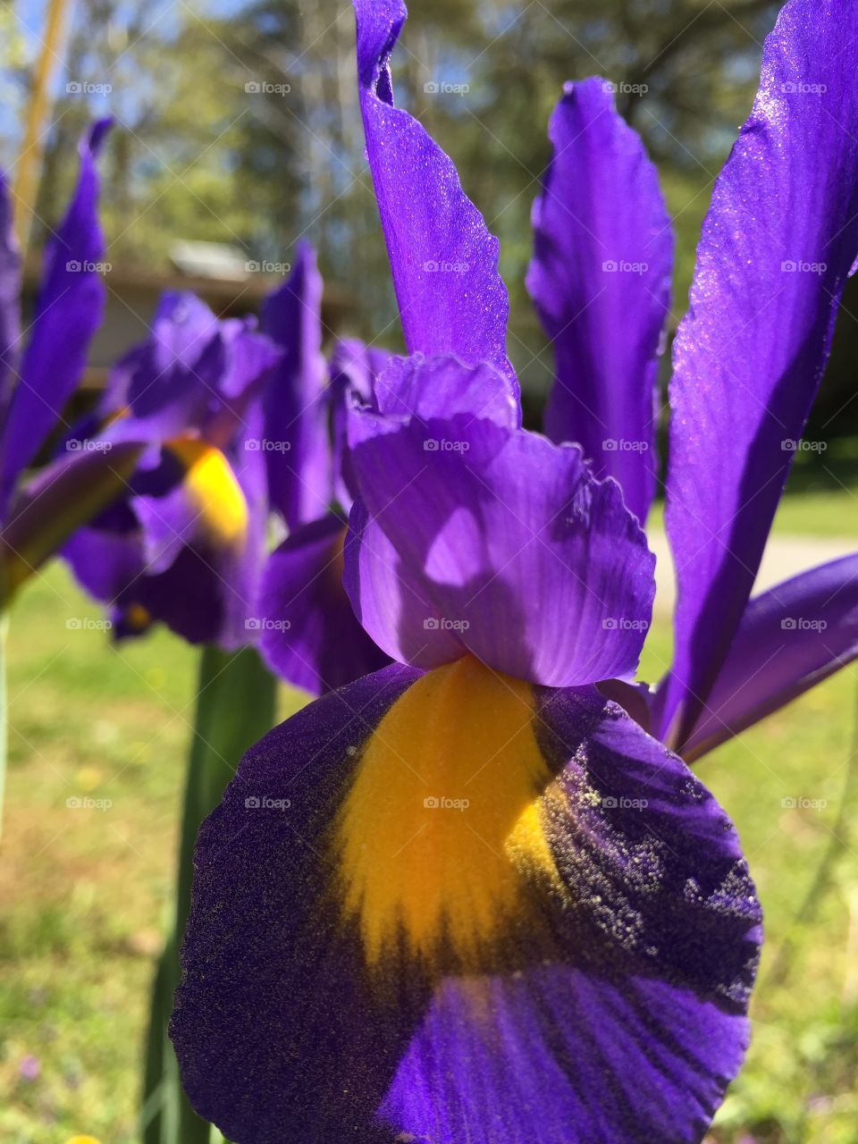Royal purple iris 